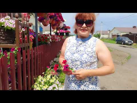 Видео: ПОЧЕМУ МОЯ ПЕТУНИЯ ТАКАЯ ПЫШНАЯ, МОЩНАЯ И ОБИЛЬНОЦВЕТУЩАЯ.РАСКРЫВАЮ ВСЕ СЕКРЕТЫ.