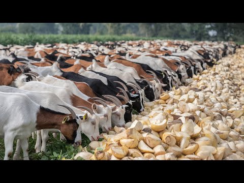 Видео: Процесс приготовления Очень Особенного Блюда из гор, чтобы наградить молодого Козленка.