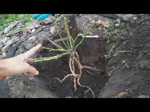 Видео: Осенняя посадка саженца розы