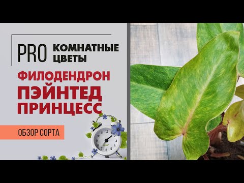 Видео: Филодендрон Пэйнтед Леди - комнатная лиана с элегантными листьями