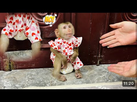 Видео: Забавная реакция обезьянки Дианы, когда она узнала, что отец надел на нее рваные штаны.