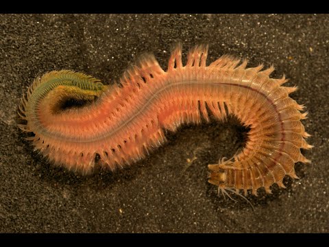 Видео: Русская Рыбалка 3.99 Ловим морского червя.