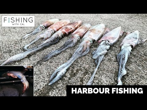 Видео: РЫБАЛКА ИЗ ГАВАНИ | ЛОВЛЯ КАЛЬМАРА НА ДЖИГГ | ЛОВЛЯ НА НАЖИМКУ | МОРСКАЯ РЫБАЛКА ВЕЛИКОБРИТАНИИ