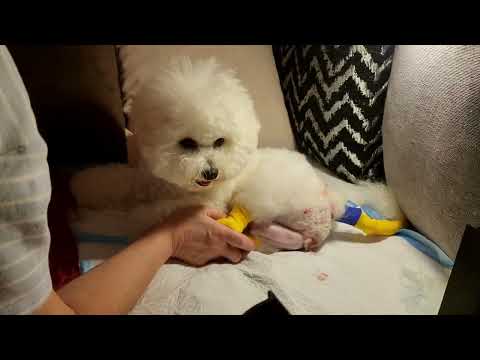 Видео: Роды дома Бишон MICHELLE Щенок 2 #kennel_BrightStarDog #bichon_kp #родыбишона #щенокбишона #puppies