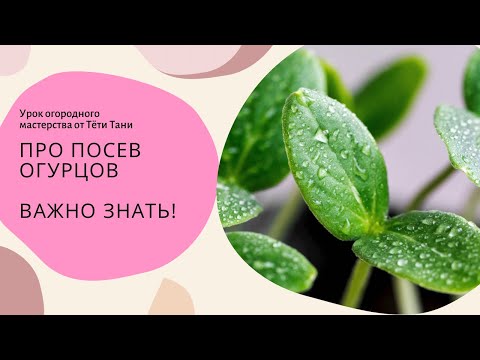 Видео: 528. Огурцы. Почему 7 суток под лампой, не выключая...