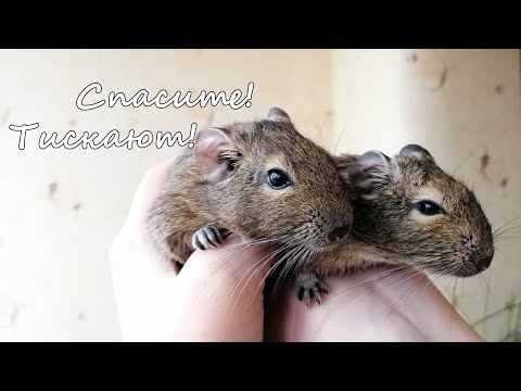 Видео: Приручение дегу