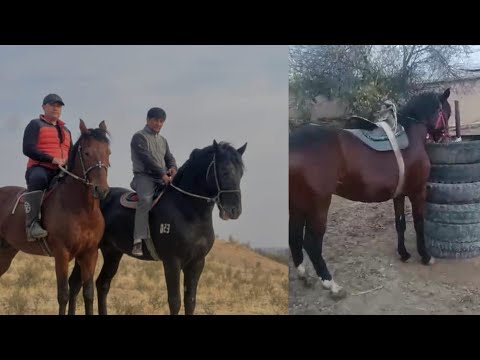 Видео: 2 АСПИ ФУРИШИ ТЕЛ 8901.501.08.08...8925.756.67.84