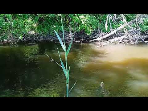 Видео: Рыбалка 🐟 на речке на Боковой кивок 1.06.2024!!!
