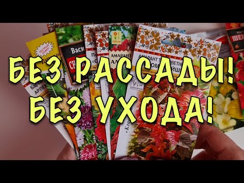 Видео: БЕЗ РАССАДЫ! В ОТКРЫТЫЙ ГРУНТ! Растут БЕЗ УХОДА, цветут ВСЁ ЛЕТО! Для ЗАНЯТЫХ ЦВЕТОВОДОВ