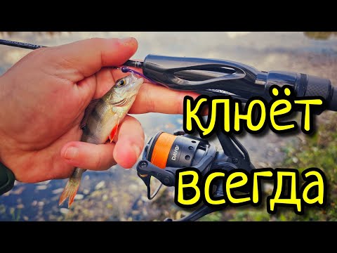 Видео: ТАК КЛЮЁТ ВСЕГДА !!! МИКРО ОТВОДНОЙ ПОВОДОК, СНАСТЬ ДЛЯ ПАССИВНОЙ РЫБЫ !!!