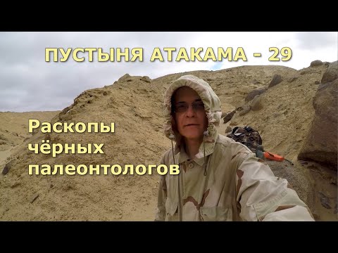 Видео: ПУСТЫНЯ АТАКАМА - 29 Раскопы чёрных палеонтологов  #пустыня#палеонтология#окаменелости#природа#сталк