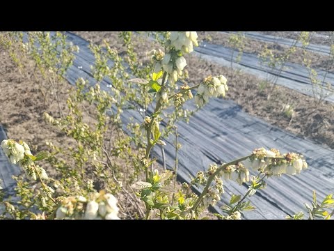 Видео: Органическое удобрение для голубики