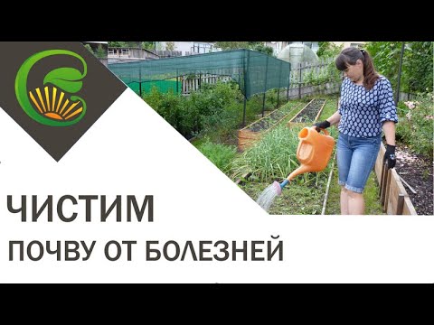 Видео: Чистим почву от болезней