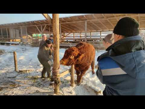 Видео: валим быка 930 кг живой вес на улице -25 часть 2