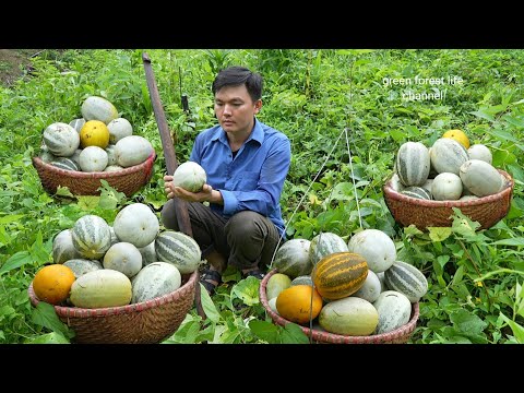 Видео: Последний урожай дынь 2024 года дал мне большой урожай. Роберт | Green forest life