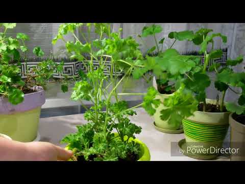 Видео: Зимовка пеларгоний