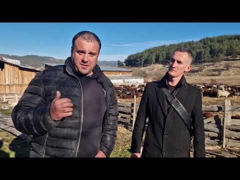 Видео: Случаят във Велинград с чумата по овцете - още една гледна точка