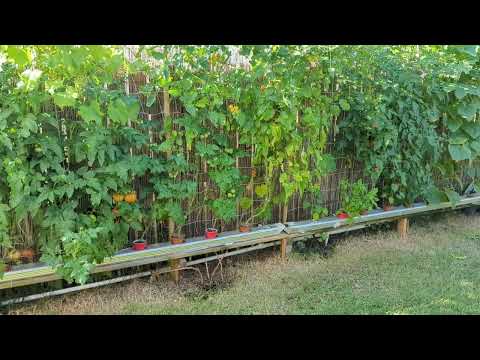 Видео: Проблемы с гидропонной установкой DeepNFT, почему и что делать?