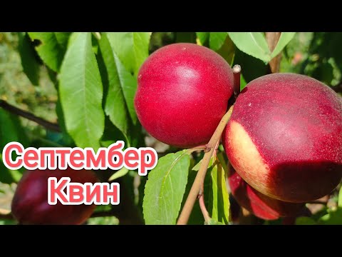 Видео: Нектарин Септембер Квин/Nectarine September Queen