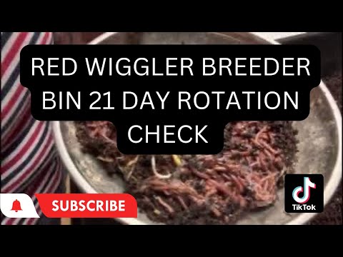 Видео: Пришло время проверить 21-дневный контейнер для разведения Red Wiggler #вермикомпостирование #red...