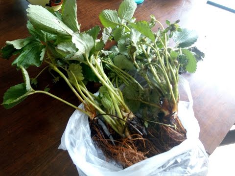 Видео: Клубника Альбион посадка весной