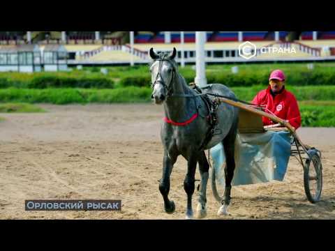 Видео: Орловские рысаки Алтайский край