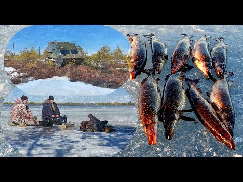Видео: ЧЁРНЫЕ ЩУКИ ХМАО-Югры, последний лёд на таёжных озёрах.
