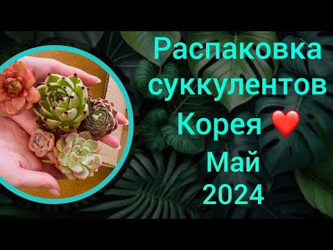 Видео: Распаковка эхеверий из Кореи 🥰май 2024г.