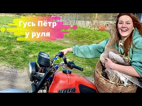 Видео: Гусь катается на мотоцикле ИЖ Юпитер-5
