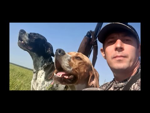 Видео: Охота на перепела с АНГЛИЙСКИМИ ПОЙНТЕРАМИ