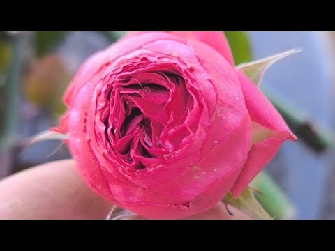 Видео: запрошую поспілкуватися друзі