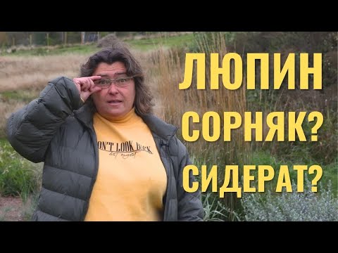 Видео: Что такое Люпин: сорняк, агрессор, сидерат или декоративное растение?