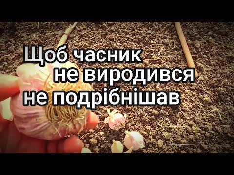 Видео: Як правильно вибрати часник для посадки на зиму