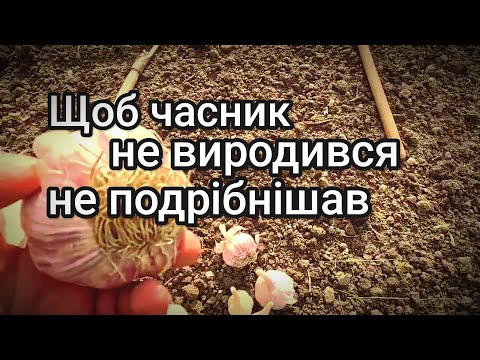 Видео: Як правильно вибрати часник для посадки на зиму