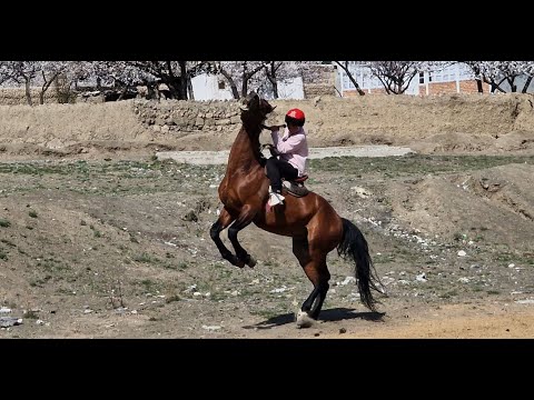 Видео: Баткендик улакчы кыз Гүлнурду оюн учурунда 3 мырза жандап жүрөт