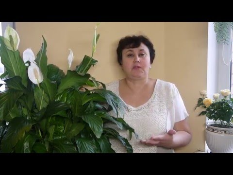 Видео: СЕКРЕТЫ ПЕРЕСАДКИ СПАТИФИЛЛУМА . ПОЧЕМУ СПАТИФИЛЛУМ НЕ ЦВЕТЕТ , ЧАСТЬ  1