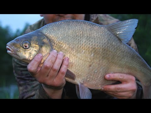 Видео: ЛОВЛЯ ЛЕЩА НА РЕКЕ НОЧЬЮ ВЕСНОЙ | НАЛОВИЛИ ПОЛНЫЙ САДОК
