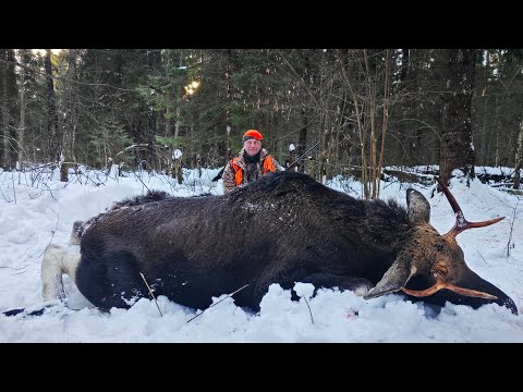Видео: Охота НА ЛОСЯ. Осечки случаются...