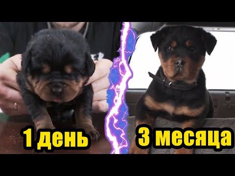Видео: Как рос щенок ротвейлера Конор! Маленький и большой. С 1 дня и до 3 месяцев. Он уехал на КАМЧАТКУ!