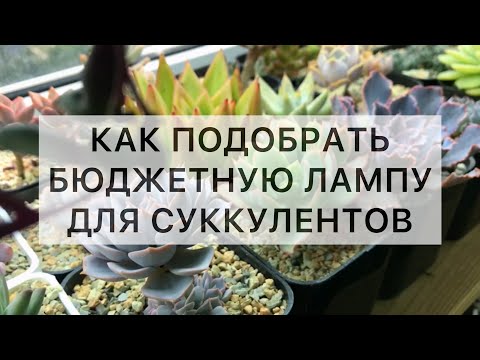 Видео: Все про лампы для суккулентов. Как подобрать бюджетную лампу