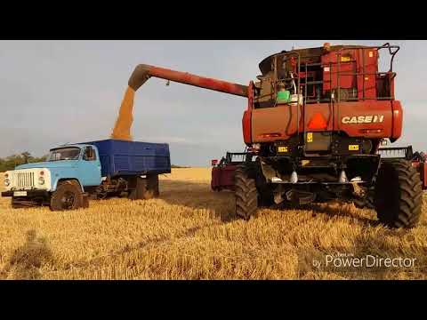 Видео: Жатва пшеницы от 30-90 ц/га. Case 7140 . Сезон 2018