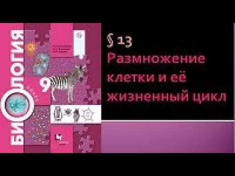 Видео: Биология 9 класс. Размножение клетки и её жизненный цикл