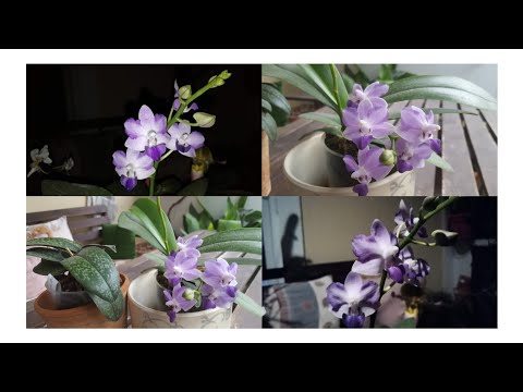 Видео: Doritis(Доритисы)уход и содержание