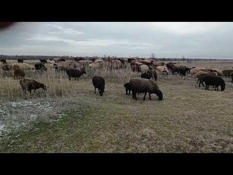 Видео: Круглые кормушки. Итог