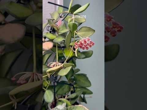 Видео: Хойя которая воняет МОЧЁЙ! #комнатныерастения #хойя #цветениехойи