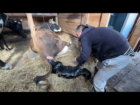 Видео: Кого родила корова? Как такое могло произойти? У нас пополнение! Жизнь простых людей в деревне!