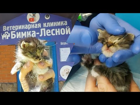 Видео: Гной в глазу у котёнка конъюнктивит что делать ? Мир не без добрых людей!