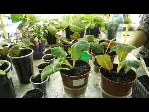 Видео: ГЛОКСИНИИ, УКОРЕНЕНИЕ МАКУШКАМИ !