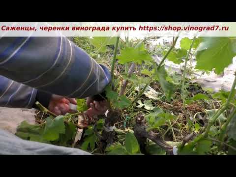 Видео: Перепрививка винограда- зеленым в зеленое, Квадрис и азоксистробин в защите виноградников. Пузенко Н