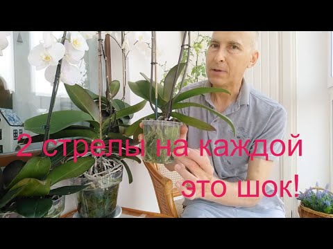 Видео: Орхидеи фа. с 2 цветоносами домашнего цветения- это просто.
